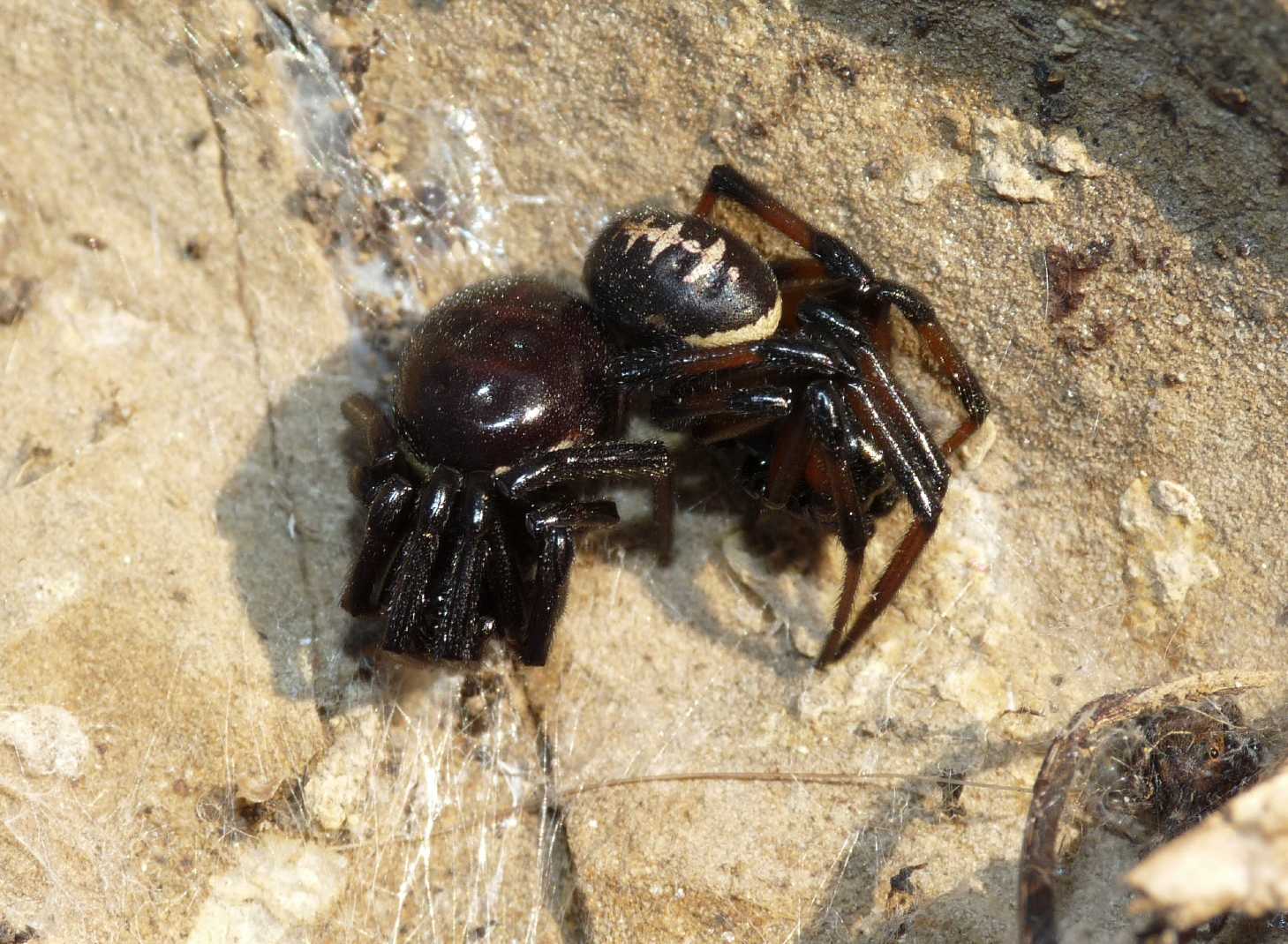 Coppia di Steatoda paykulliana